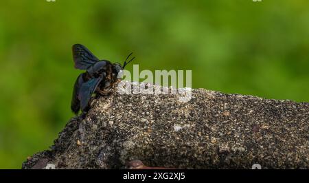 Hymenoptera, breiter Schreinerbiene Stockfoto