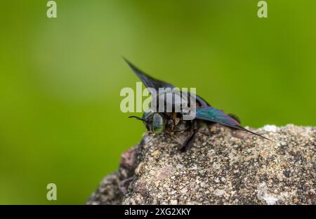 Hymenoptera, breiter Schreinerbiene Stockfoto