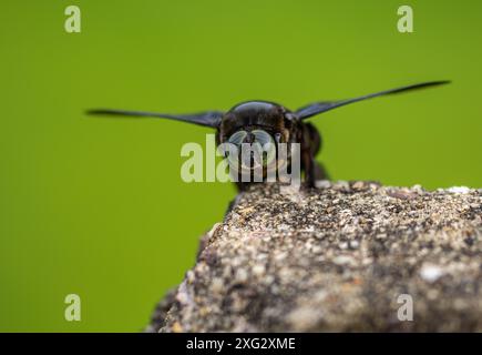 Hymenoptera, breiter Schreinerbiene Stockfoto