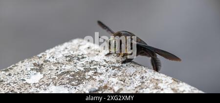 Hymenoptera, breiter Schreinerbiene Stockfoto