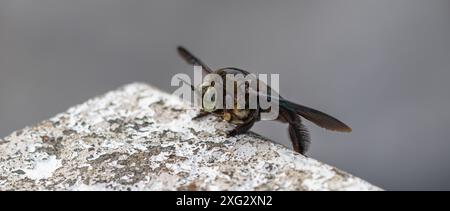 Hymenoptera, breiter Schreinerbiene Stockfoto