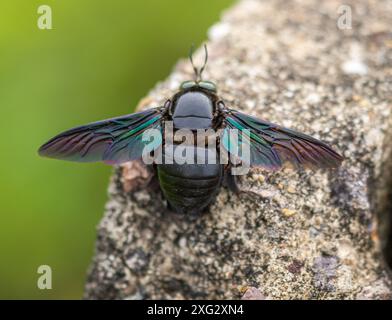 Hymenoptera, breiter Schreinerbiene Stockfoto