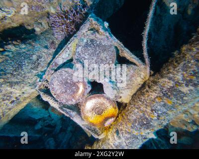 Schachtel mit 4 Zoll Artillerie Munition Granates unter Wasser auf dem Wrack der SS Thistlegorm im Roten Meer in Ägypten Stockfoto