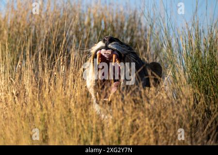 Löwin Gähnen Stockfoto