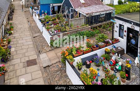 Footdee oder Fittie Aberdeen ein altes Fischerdorf am Ende des Hafens von Aberdeen, kleine Gärten voller Blumen Stockfoto