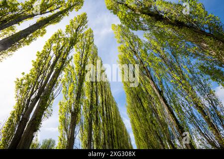 Eine Allee mit hohen Lombardei-Pappeln im Fletcher Moss in Didsbury, Greater Manchester. Stockfoto