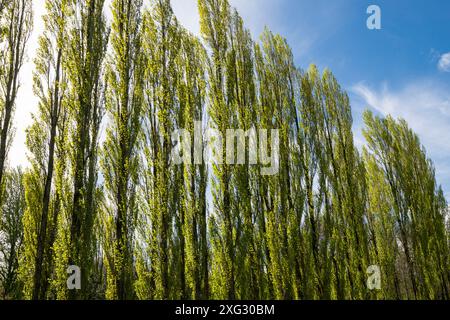 Eine Allee mit hohen Lombardei-Pappeln im Fletcher Moss in Didsbury, Greater Manchester. Stockfoto