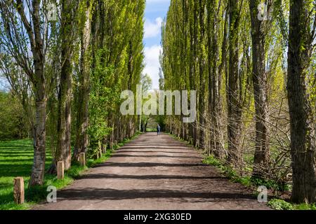 Eine Allee mit hohen Lombardei-Pappeln im Fletcher Moss in Didsbury, Greater Manchester. Stockfoto