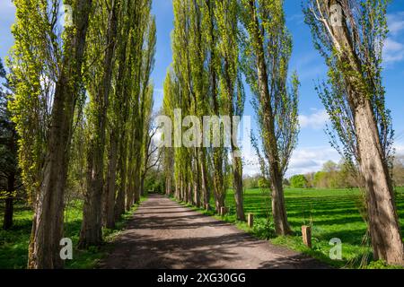 Eine Allee mit hohen Lombardei-Pappeln im Fletcher Moss in Didsbury, Greater Manchester. Stockfoto