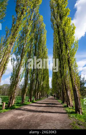 Eine Allee mit hohen Lombardei-Pappeln im Fletcher Moss in Didsbury, Greater Manchester. Stockfoto