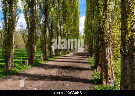 Eine Allee mit hohen Lombardei-Pappeln im Fletcher Moss in Didsbury, Greater Manchester. Stockfoto