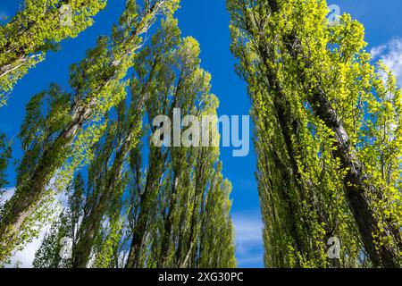 Eine Allee mit hohen Lombardei-Pappeln im Fletcher Moss in Didsbury, Greater Manchester. Stockfoto