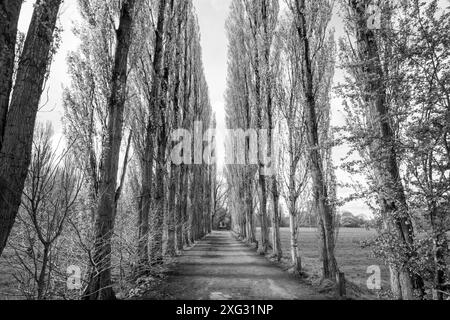 Eine Allee mit hohen Lombardei-Pappeln im Fletcher Moss in Didsbury, Greater Manchester. Stockfoto