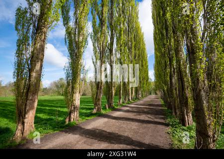 Eine Allee mit hohen Lombardei-Pappeln im Fletcher Moss in Didsbury, Greater Manchester. Stockfoto