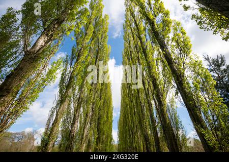 Eine Allee mit hohen Lombardei-Pappeln im Fletcher Moss in Didsbury, Greater Manchester. Stockfoto