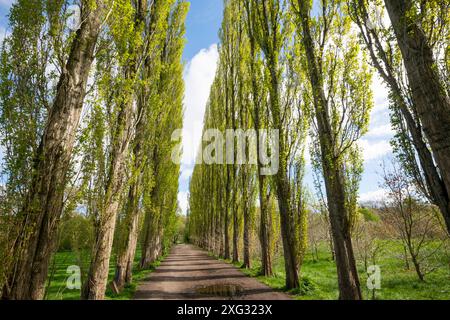 Eine Allee mit hohen Lombardei-Pappeln im Fletcher Moss in Didsbury, Greater Manchester. Stockfoto