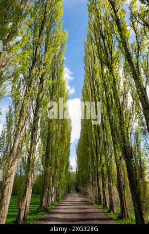 Eine Allee mit hohen Lombardei-Pappeln im Fletcher Moss in Didsbury, Greater Manchester. Stockfoto