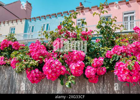 Rosafarbene Rosen vor einer Terrasse mit bunten Häusern in Aldeburgh, Suffolk, England, Großbritannien Stockfoto