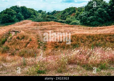 Wilde Blumen und Wiesenpflanzen bedecken die Überreste der äußeren Mauern von Orford Castle bei Orford Ness in Suffolk, England, Großbritannien. Stockfoto