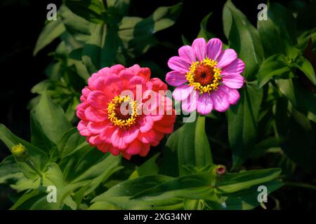Violette und hellviolette Zinnienblüten mit einem schönen grünen Blatthintergrund Stockfoto