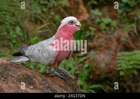 Galah Cockatoo - Eolophus roseicapilla, schöner rosa und grauer Kakatoo aus australischen Wäldern, Wäldern und Büschen. Stockfoto