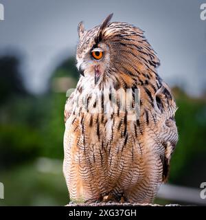Eurasische Uhu (Bubo bubo), Italien Stockfoto