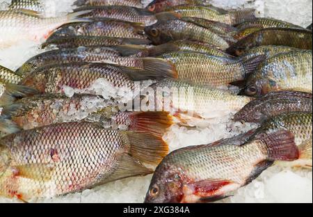 Haufen von Schwarznil Tilapias zum Verkauf auf dem lokalen Markt Stockfoto