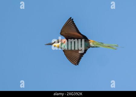 Ein lebendiger europäischer Bienenfresser (Merops apiaster) im Flug vor einem klaren blauen Himmel Stockfoto
