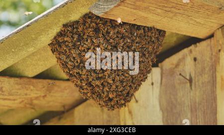 Ein Bienenstock hat sich an der Scheune befestigt. Stockfoto