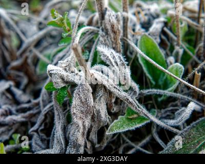 Raureif an Pflanzen im Frühfrühling, Nahaufnahme Stockfoto