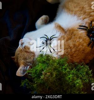 Eine weiße und rote Katze mit Spielzeugspinnen drauf. Halloween. Stockfoto