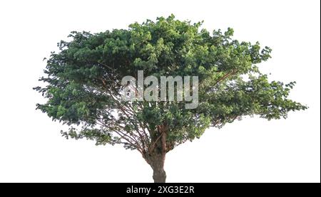 Ein Ausschnitt aus einem Baum auf weißem Hintergrund mit Beschneidungspfaden. Die detaillierte Struktur und das üppige Laub werden hervorgehoben, was die natürliche Struktur des Baumes unterstreicht Stockfoto