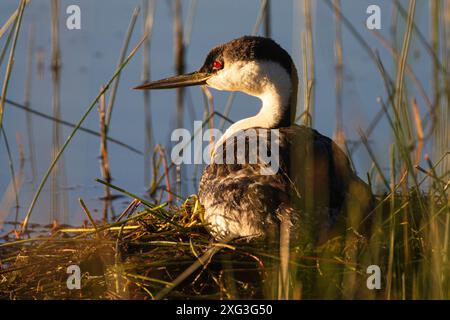 Ein westlicher Grebe (Aechmophorus occidentalis), der im warmen Morgenlicht auf seinem Nest im Antelope Lake im Plumas County Kalifornien sitzt. Stockfoto