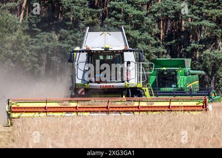 Leuthen, Deutschland. Juli 2024. Zwei Mähdrescher droschen Wintergerste auf einem Feld. Die Bauern nutzen den trockenen und warmen Sommertag, um reifes Getreide einzubringen, bevor mehr Regen erwartet wird. Vermerk: Frank Hammerschmidt/dpa/Alamy Live News Stockfoto