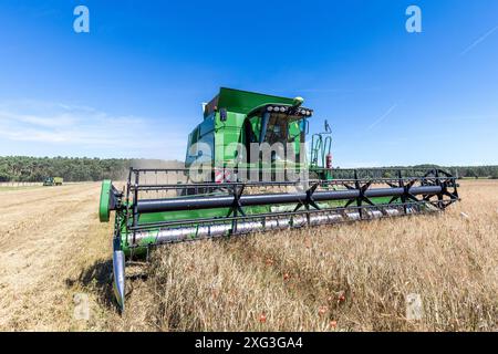 Leuthen, Deutschland. Juli 2024. Ein Mähdrescher droscht Wintergerste auf einem Feld. Die Bauern nutzen den trockenen und warmen Sommertag, um reifes Getreide einzubringen, bevor mehr Regen erwartet wird. Vermerk: Frank Hammerschmidt/dpa/Alamy Live News Stockfoto