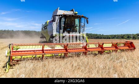 Leuthen, Deutschland. Juli 2024. Ein Mähdrescher drescht Wintergerste. Die Bauern nutzen den trockenen und warmen Sommertag, um reifes Getreide einzubringen, bevor mehr Regen erwartet wird. Vermerk: Frank Hammerschmidt/dpa/Alamy Live News Stockfoto