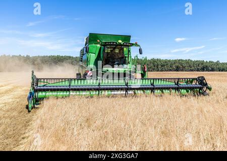 Leuthen, Deutschland. Juli 2024. Ein Mähdrescher drescht Wintergerste. Die Bauern nutzen den trockenen und warmen Sommertag, um reifes Getreide einzubringen, bevor mehr Regen erwartet wird. Vermerk: Frank Hammerschmidt/dpa/Alamy Live News Stockfoto