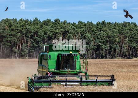 Leuthen, Deutschland. Juli 2024. Ein Mähdrescher droscht Wintergerste auf einem Feld. Die Bauern nutzen den trockenen und warmen Sommertag, um reifes Getreide einzubringen, bevor mehr Regen erwartet wird. Vermerk: Frank Hammerschmidt/dpa/Alamy Live News Stockfoto