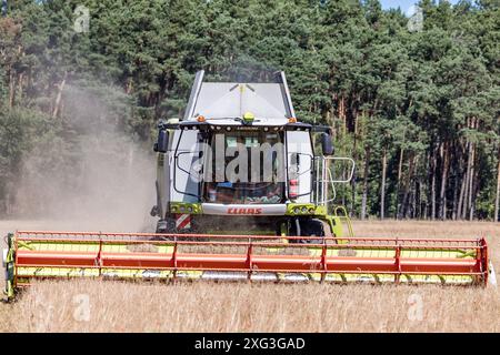 Leuthen, Deutschland. Juli 2024. Ein Mähdrescher drescht Wintergerste. Die Bauern nutzen den trockenen und warmen Sommertag, um reifes Getreide einzubringen, bevor mehr Regen erwartet wird. Vermerk: Frank Hammerschmidt/dpa/Alamy Live News Stockfoto