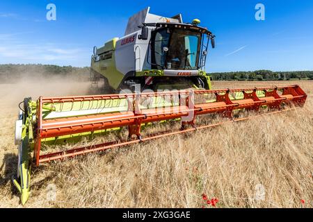 Leuthen, Deutschland. Juli 2024. Ein Mähdrescher drescht Wintergerste. Die Bauern nutzen den trockenen und warmen Sommertag, um reifes Getreide einzubringen, bevor mehr Regen erwartet wird. Vermerk: Frank Hammerschmidt/dpa/Alamy Live News Stockfoto