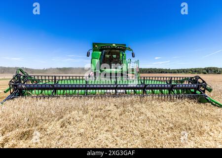 Leuthen, Deutschland. Juli 2024. Ein Mähdrescher drescht Wintergerste. Die Bauern nutzen den trockenen und warmen Sommertag, um reifes Getreide einzubringen, bevor mehr Regen erwartet wird. Vermerk: Frank Hammerschmidt/dpa/Alamy Live News Stockfoto