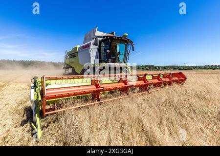 Leuthen, Deutschland. Juli 2024. Ein Mähdrescher drescht Wintergerste. Die Bauern nutzen den trockenen und warmen Sommertag, um reifes Getreide einzubringen, bevor mehr Regen erwartet wird. Vermerk: Frank Hammerschmidt/dpa/Alamy Live News Stockfoto