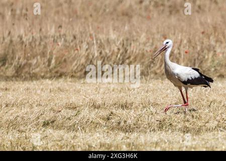 Leuthen, Deutschland. Juli 2024. Ein Storch läuft über ein teilweise geerntetes Feld mit Wintergerste. Vermerk: Frank Hammerschmidt/dpa/Alamy Live News Stockfoto