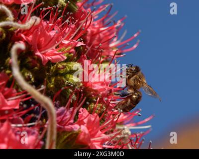 Honigbiene (APIs mellifera) Nektaring vom Teide Bugloss / Turm der Juwelen (Echium wildpretii) Blumen, Teide Nationalpark, Teneriffa, Kanarische Inseln Stockfoto