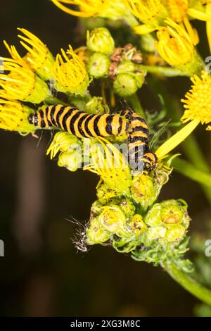 Raupe der Zimtmotte, Tyria jacobaeae, auf der Ragwürzepflanze, jacobaea vulgaris. Stockfoto