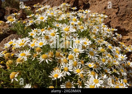 Teide marguerite / Teneriffa Gänseblümchen (Argyranthemum teneriffae) blüht im Teide Nationalpark, Teneriffa, Mai. Stockfoto