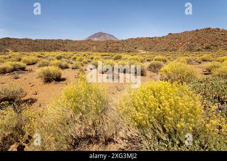 Teide-Stroh (Descurainia bourgaeana) blüht in Las Canadas Caldera mit Teide im Hintergrund, Teide-Nationalpark, Teneriffa, Mai. Stockfoto