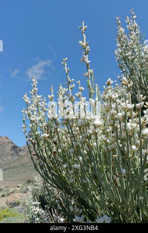 Teide Weißer Besen (Spartocytisus supranubius) blüht im Las Canadas caldera, Teide Nationalpark, Teneriffa, Mai. Stockfoto