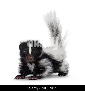 Schwarz-weißes Baby-Stinktier steht nach vorne mit buschigem Schwanz nach oben. Blick direkt in die Kamera. Isoliert auf einem weißen Hintergrund. Stockfoto