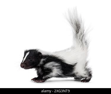 Schwarz-weißes Baby-Stinktier steht seitlich mit buschigem Schwanz nach oben. Blick direkt von der Kamera weg. Isoliert auf einem weißen Hintergrund. Stockfoto